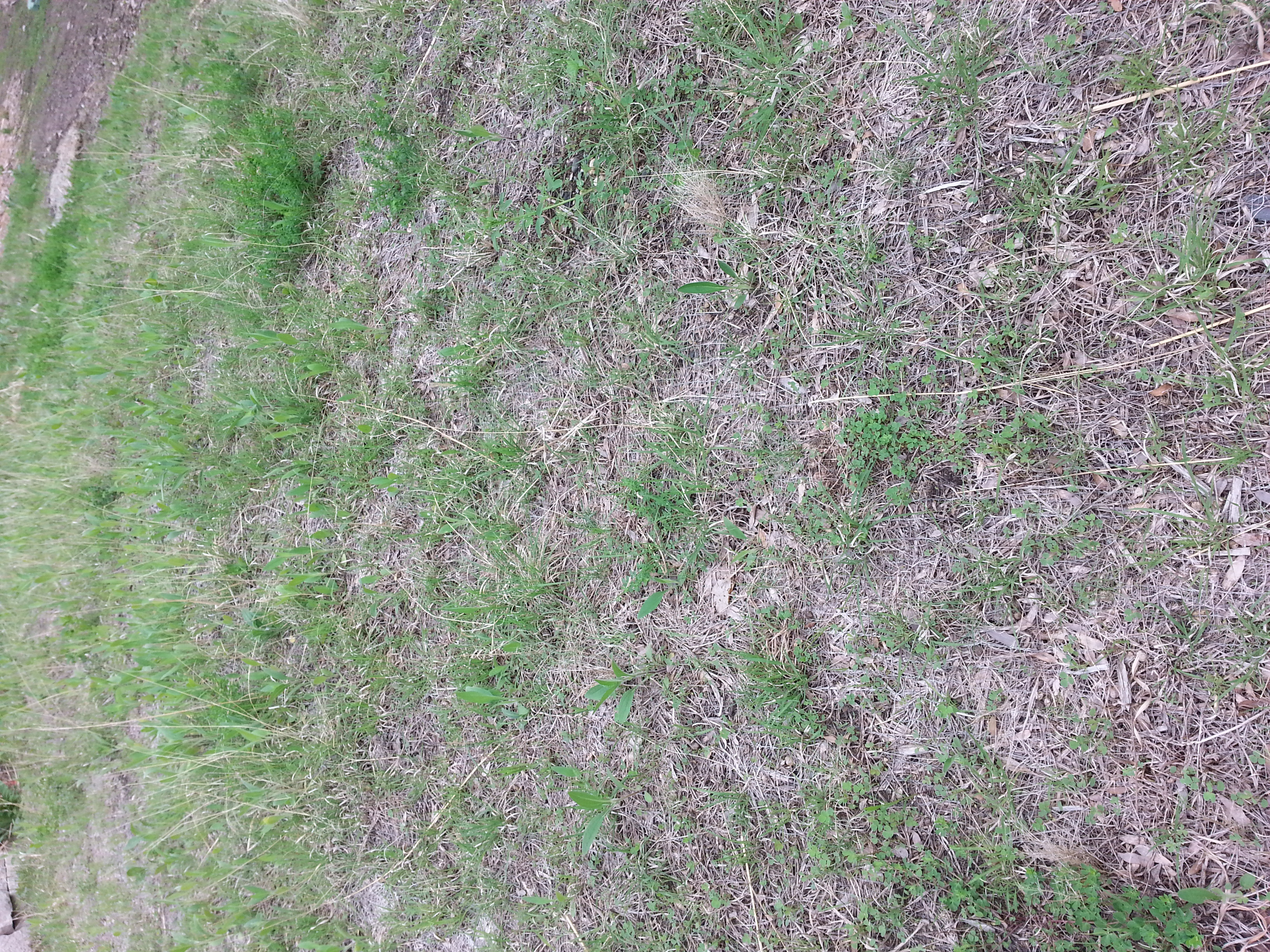 Photo - Outside - Park or Tree on 2017-05-17