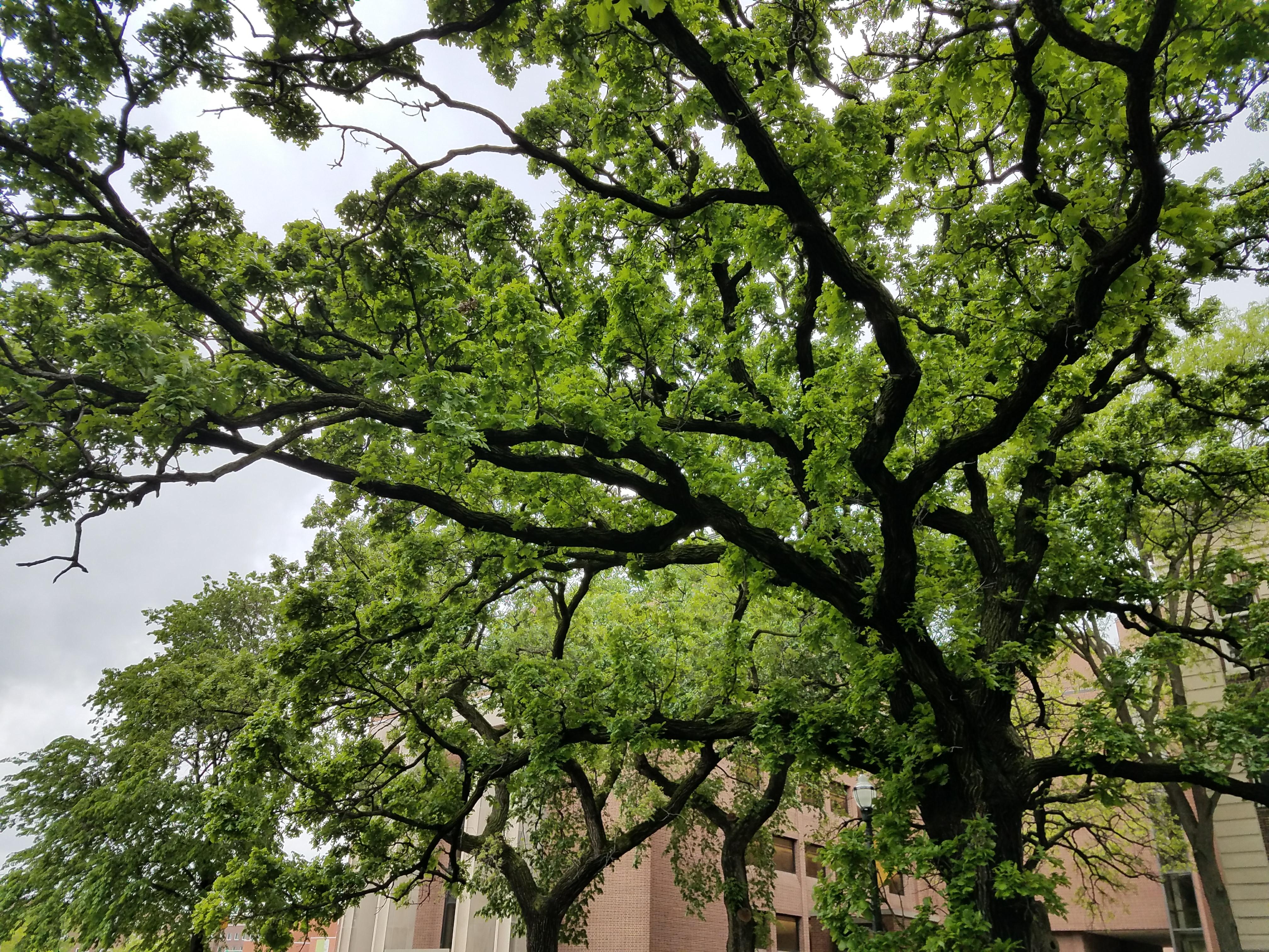 Photo - Outside - Park or Tree on 2017-05-17